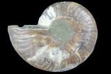 Agatized Ammonite Fossil (Half) - Crystal Chambers #103102-1